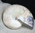 Iridescent Deschaesites & Aconeceras Ammonites #34631-3